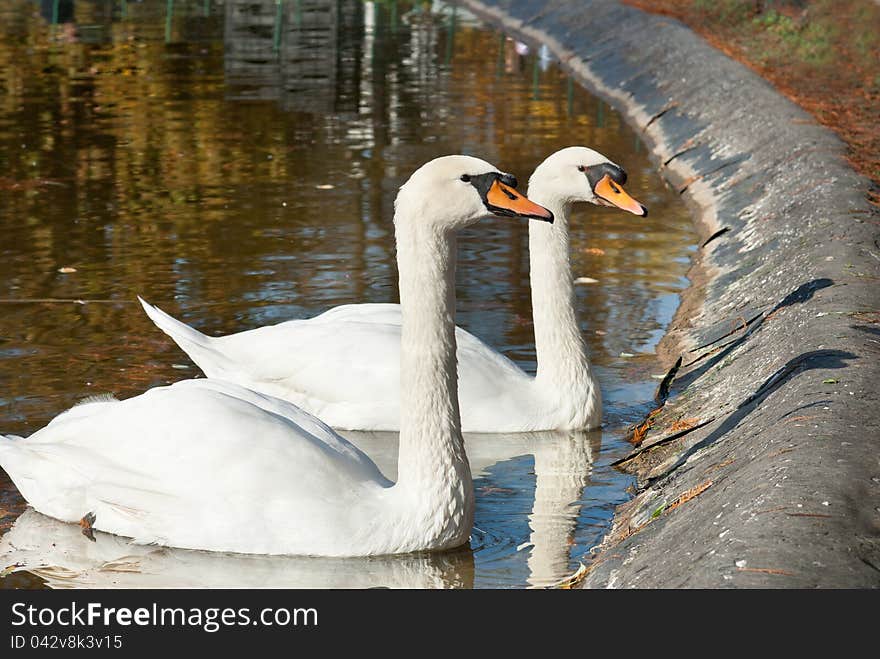 Swans