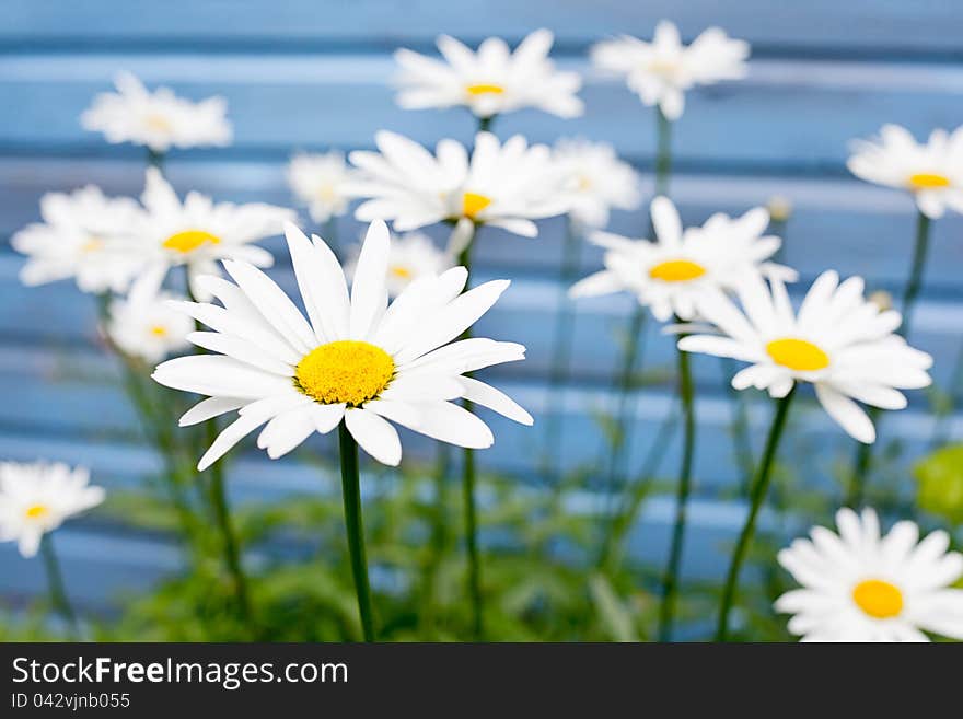 Chamomile flowers on blue background