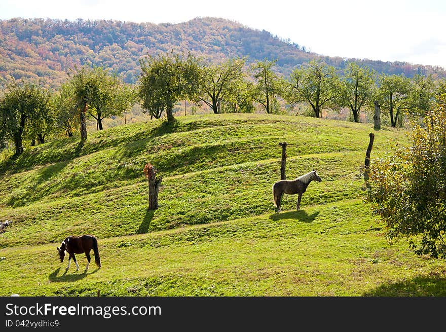 Country Scene With Horses And Apple Grove.