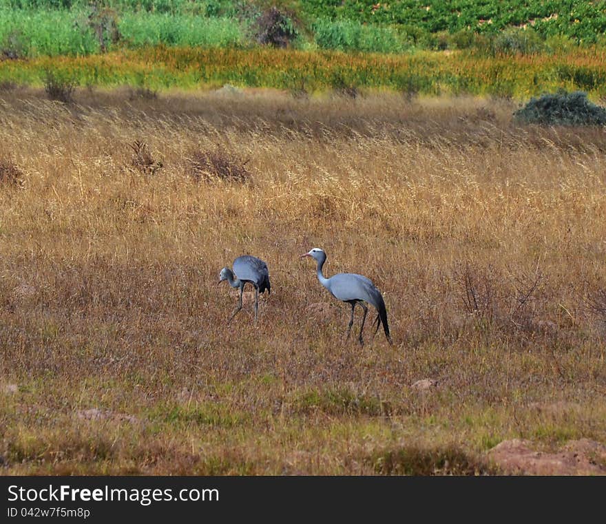 Blue Crane birds on dry brown grasland