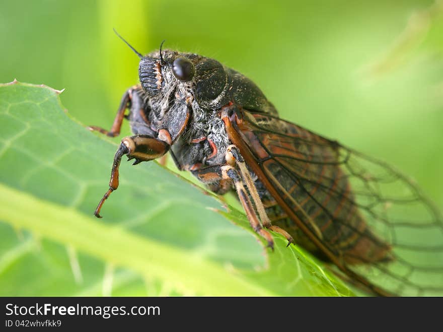 Cicada