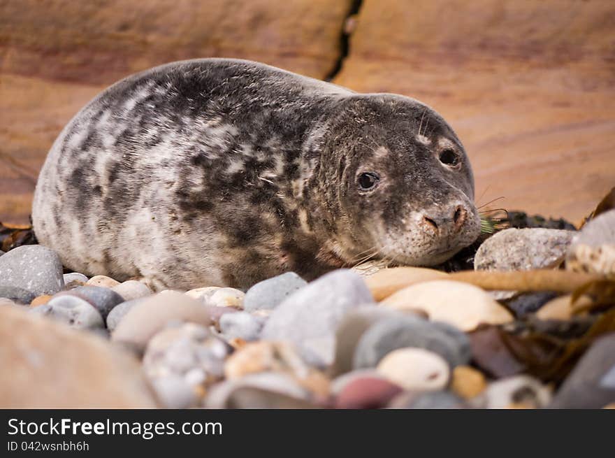 Harbour seal resting on pebble beach waiting for the tide to come back in. Harbour seal resting on pebble beach waiting for the tide to come back in