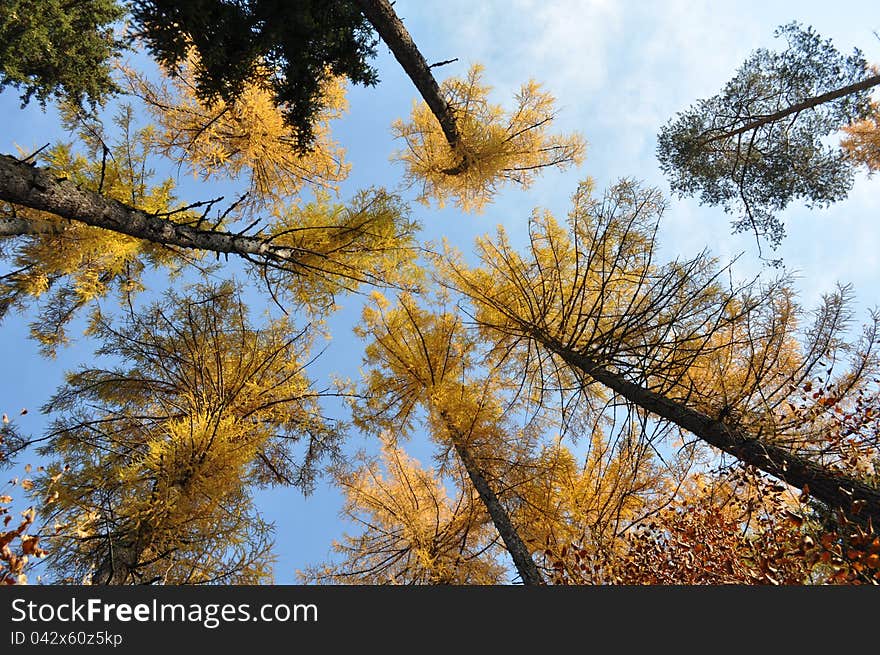 Larch in autumn