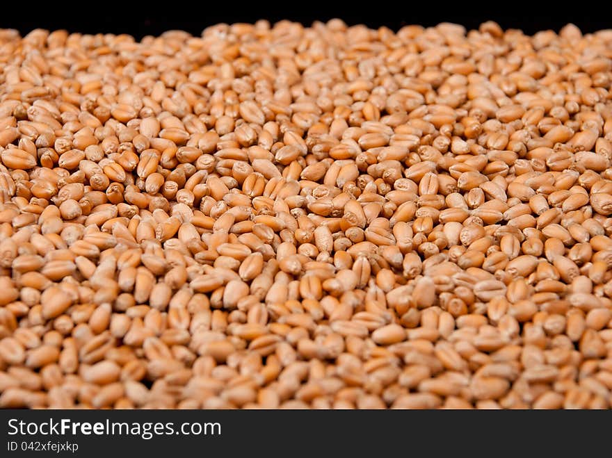 Wheat Seeds Closeup