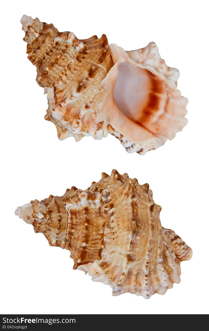 Seashell