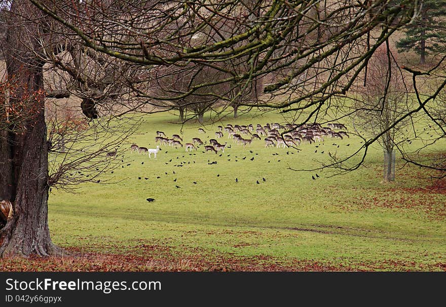 Fallow Deer in an English Park