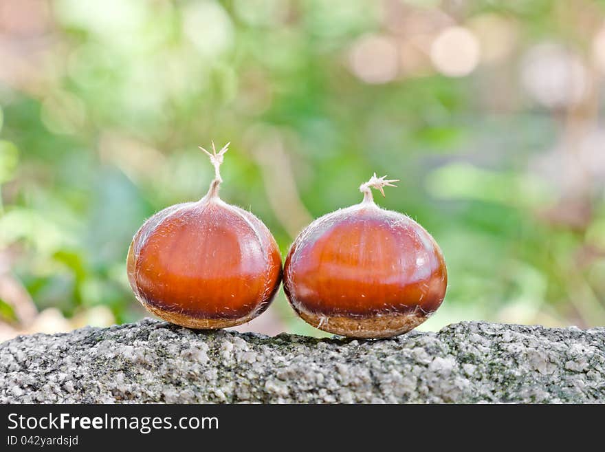 Chestnut in nature