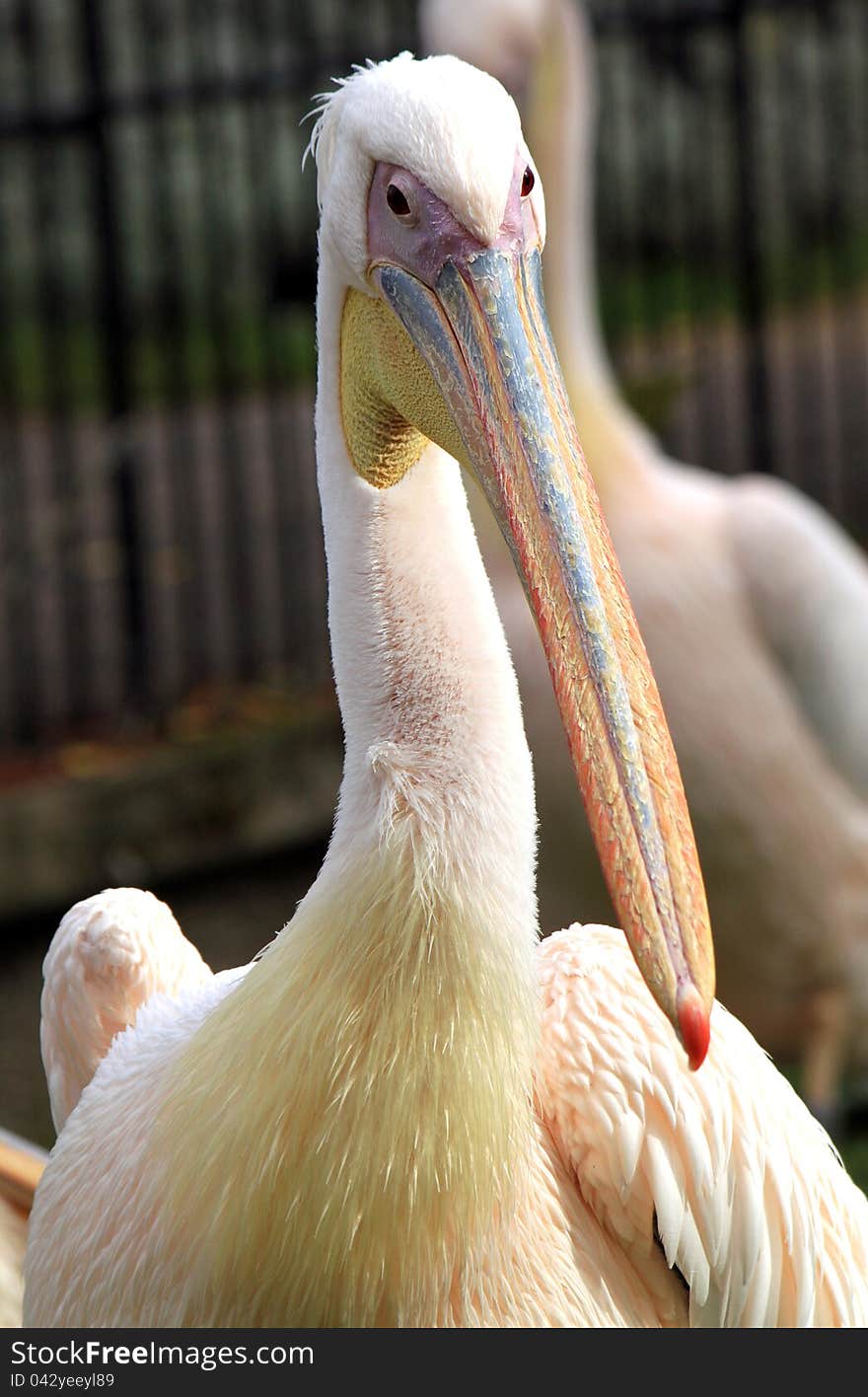 Portrait of the great white pelican. Portrait of the great white pelican