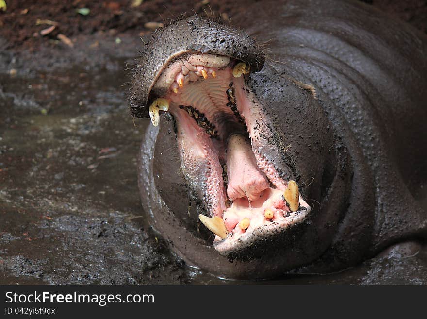 Hippopotamus lies in a puddle and yawns. Hippopotamus lies in a puddle and yawns