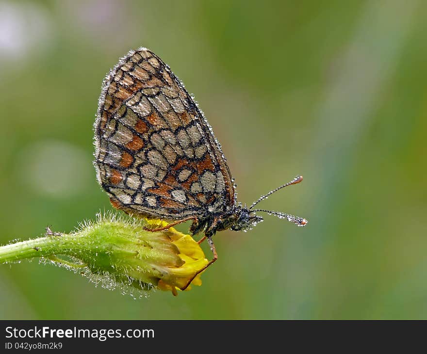 Early morning. Dew. The Melitaea athalia. Early morning. Dew. The Melitaea athalia.