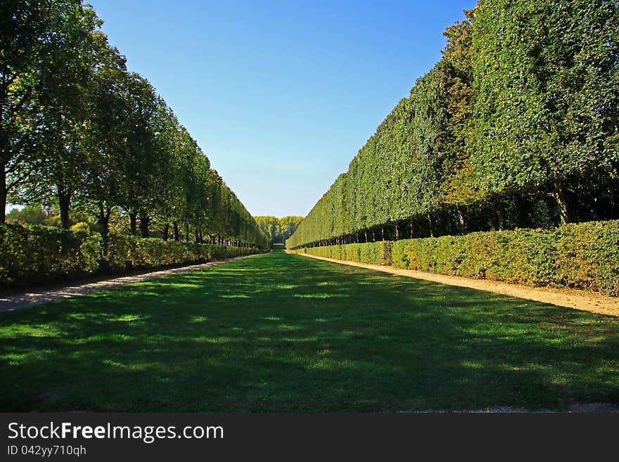 Square shaped trees along the green path