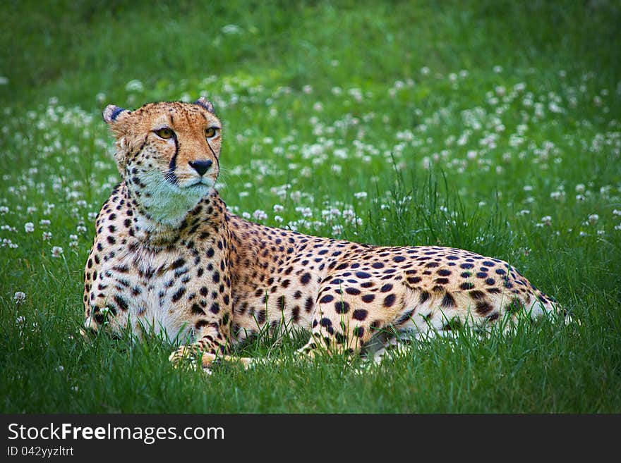 Cheetah lying in a grass