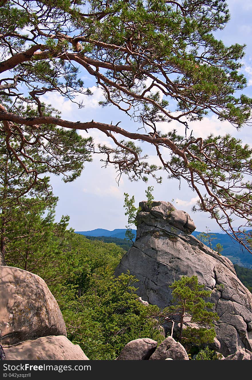 Beautiful green mountain landscape with trees in Carpathians. Beautiful green mountain landscape with trees in Carpathians