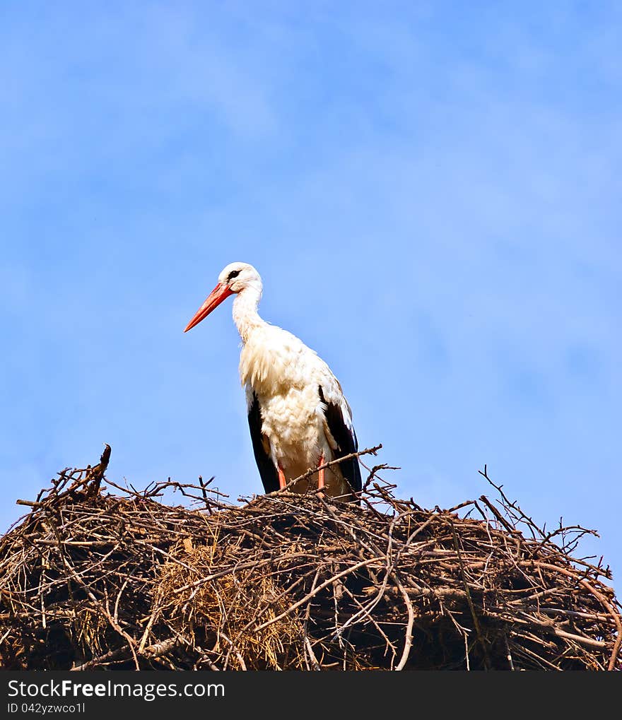 Stork in its nest over a clear blue background