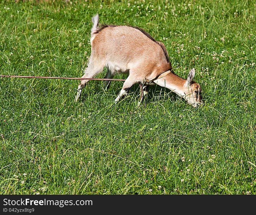 Goat grazed on a meadow