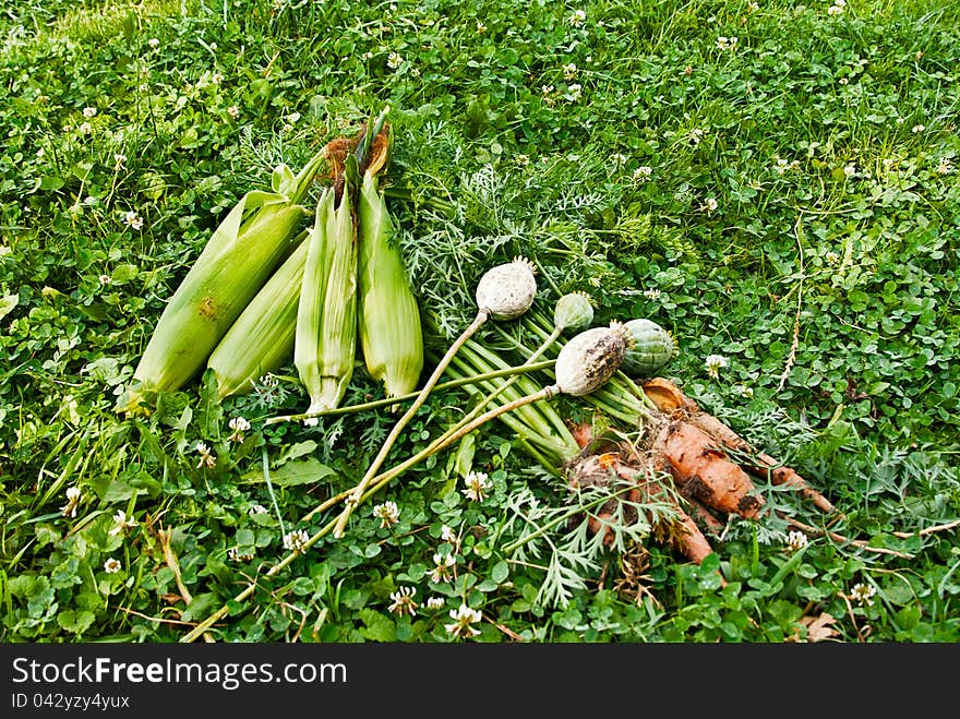 Corn Carrots And A Poppy On A Grass