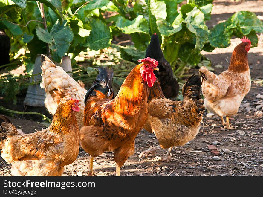 Cock and hens walking on rural yard