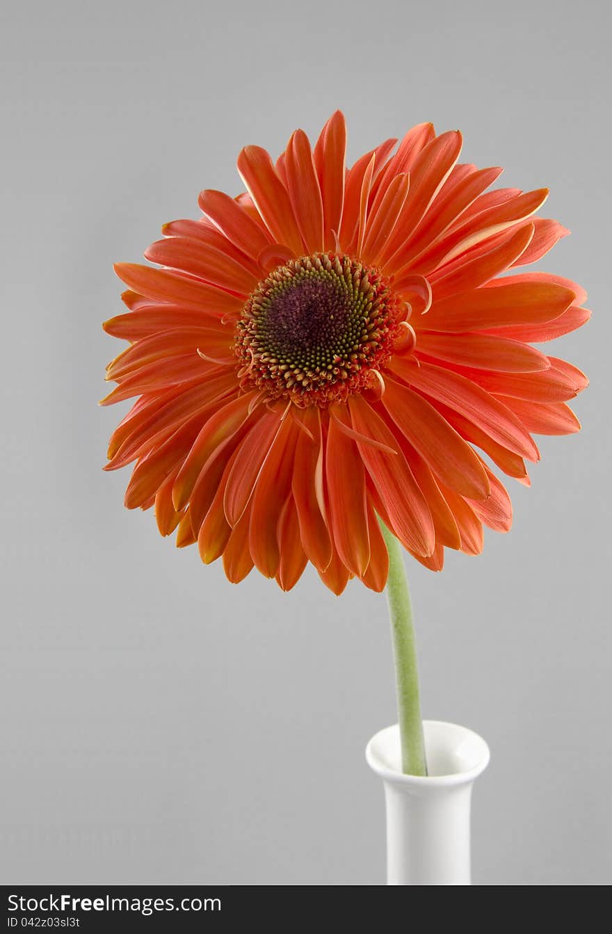 Flower Of Gerbera Is In A Vase