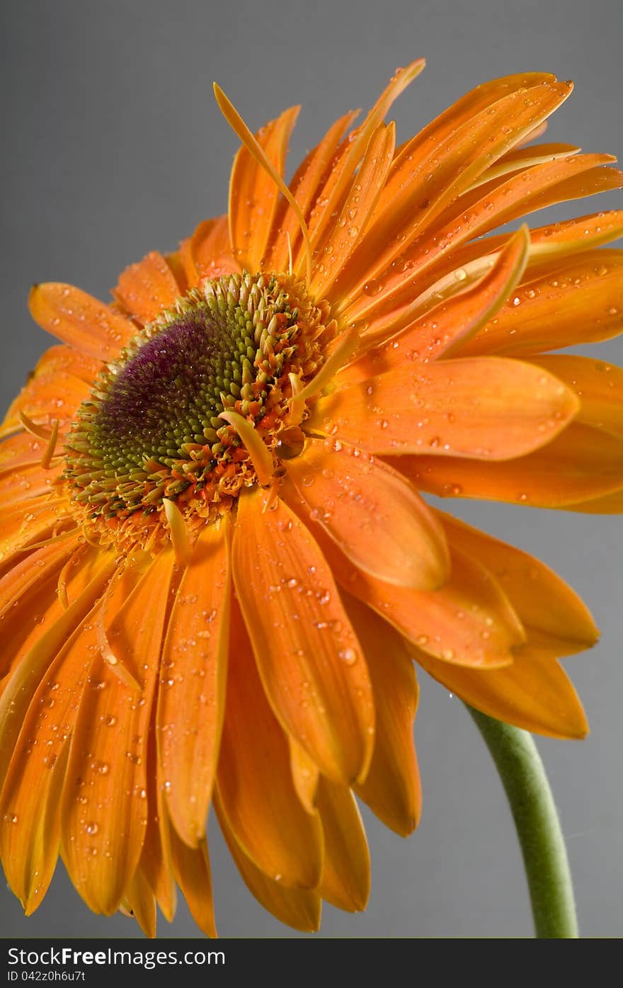 flower of gerbera is yellow