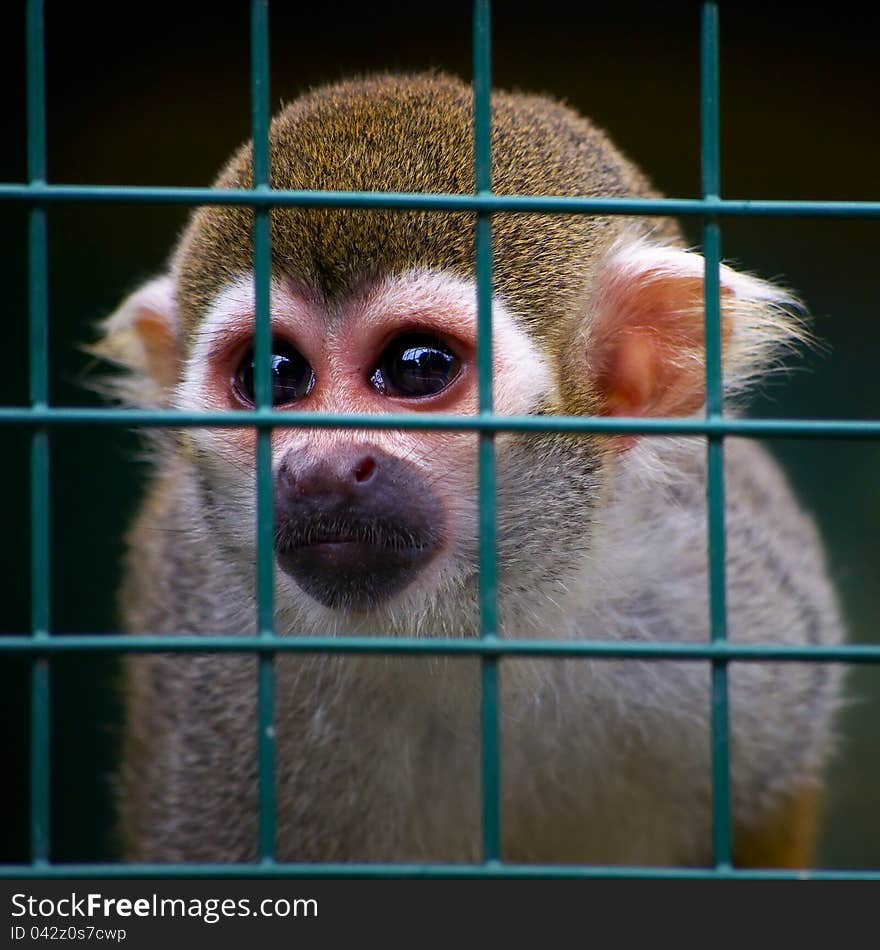 Little squirrel monkey behind bars