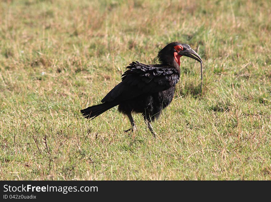 A ground hormball walks with a snake in his mouth taken in the Masai Mara Reserve in September. A ground hormball walks with a snake in his mouth taken in the Masai Mara Reserve in September