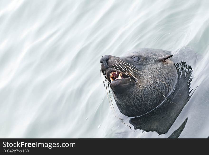 Southern fur seal &x28;Arctocephalus pusillus&x29