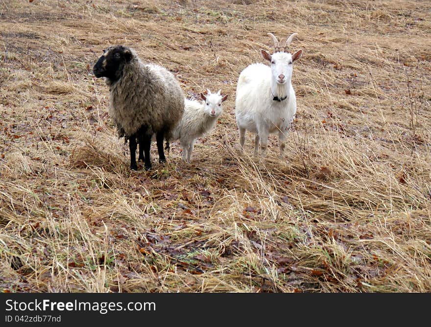 A sheep, a goat and a lamb