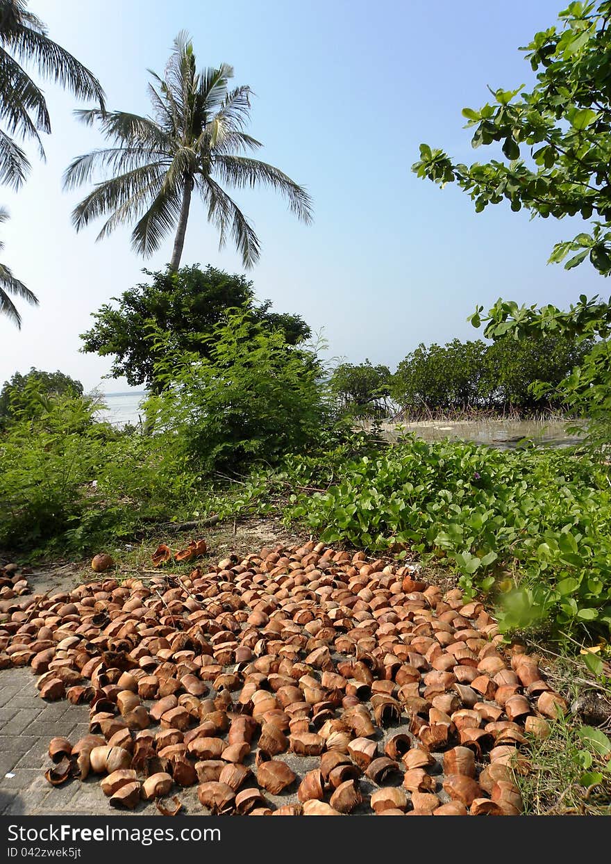 Coconut shells on the ground with coconut trees on the background. Coconut shells on the ground with coconut trees on the background