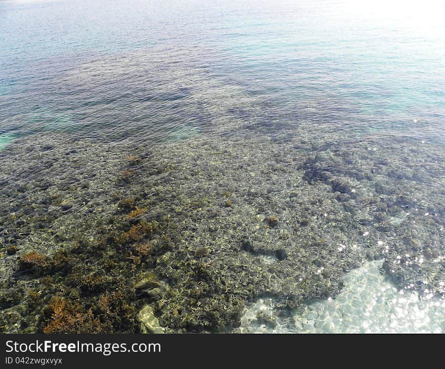 Corral reefs under the clear sea water