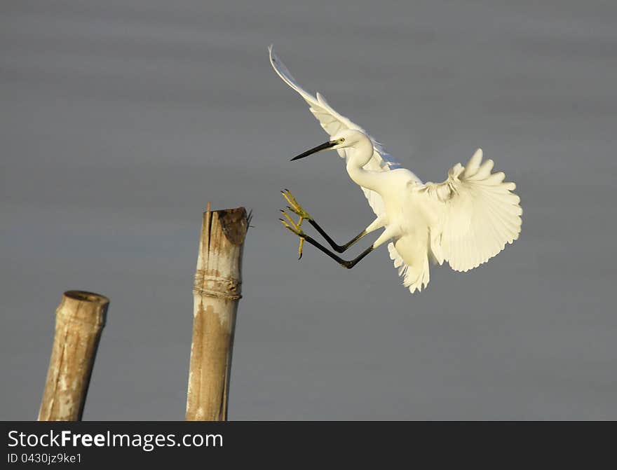 Egret bird