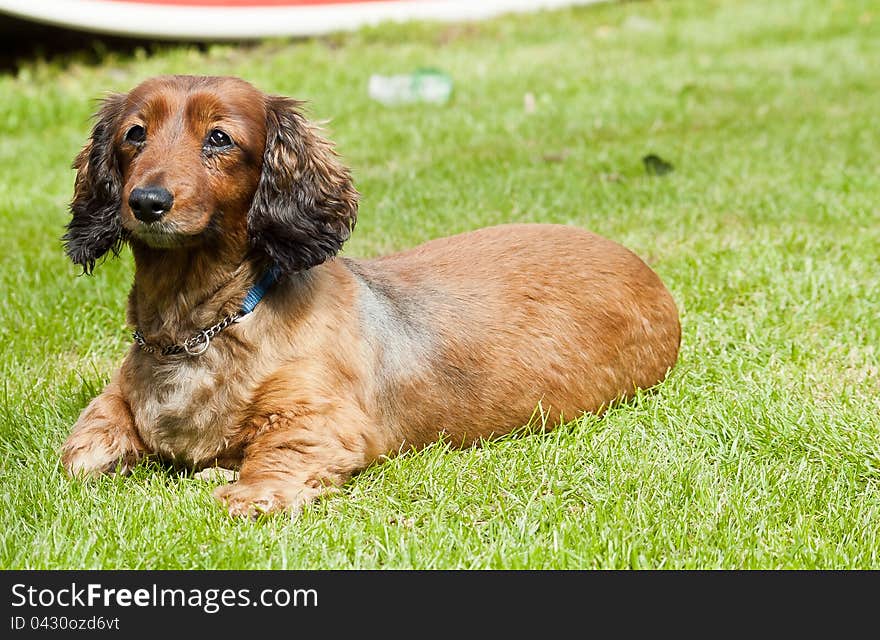 an alert sausage dog on grass