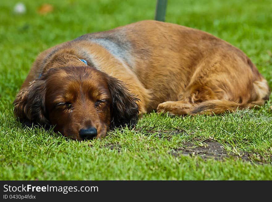 A sleeping sausage dog