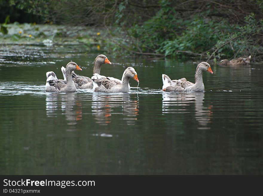 Group of geese floats in river