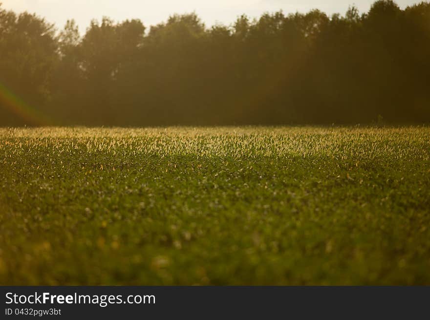 Field Of Gold And Green