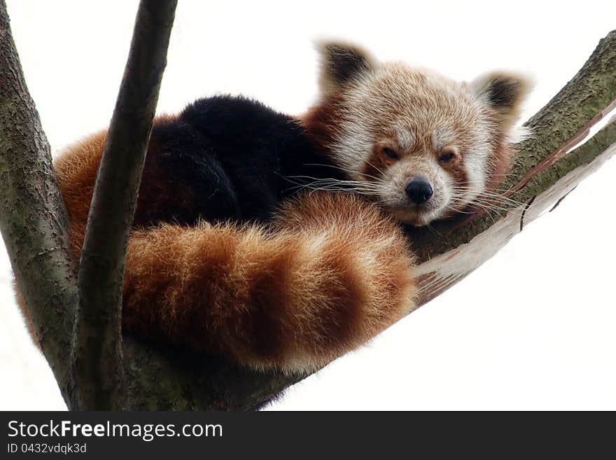 Red panda resting on a tree branch, with white background. Red panda resting on a tree branch, with white background.