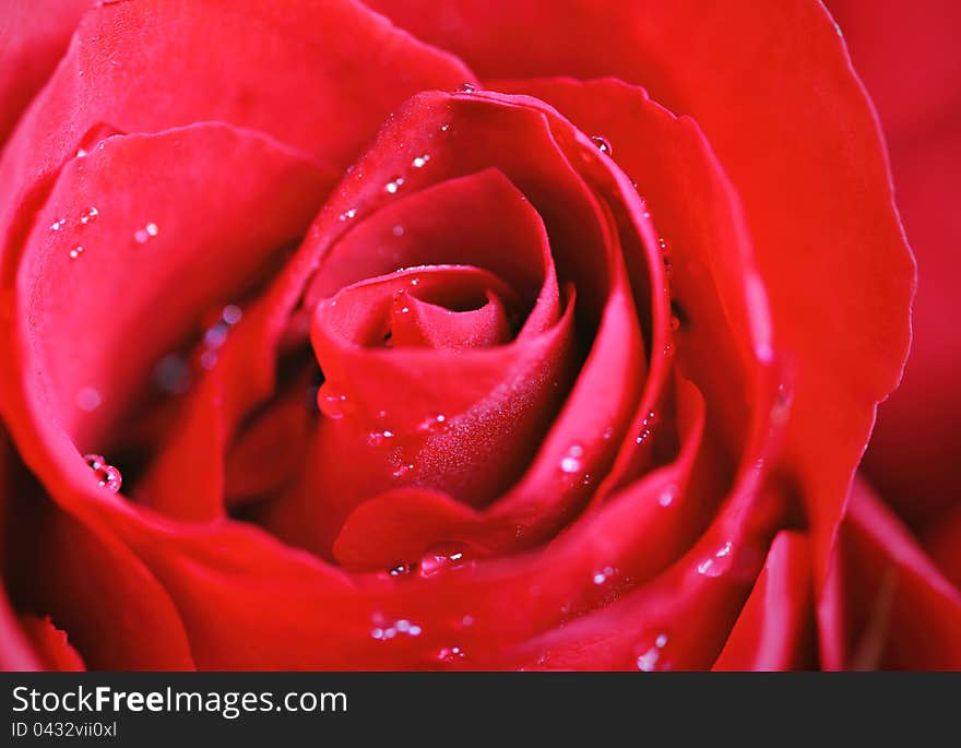 Red rose with water drop close up