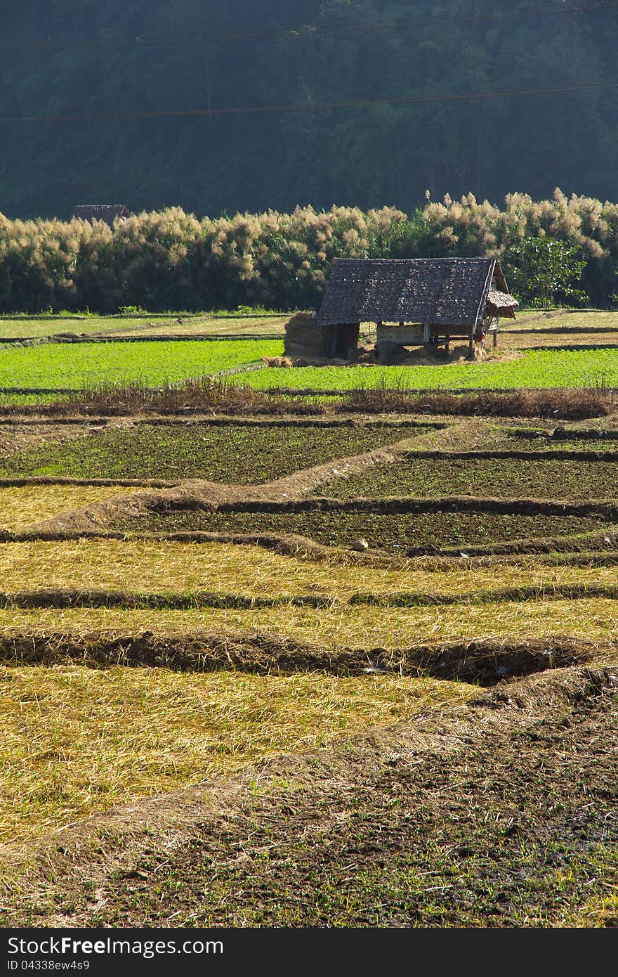 Paddy field in countryside, thailand