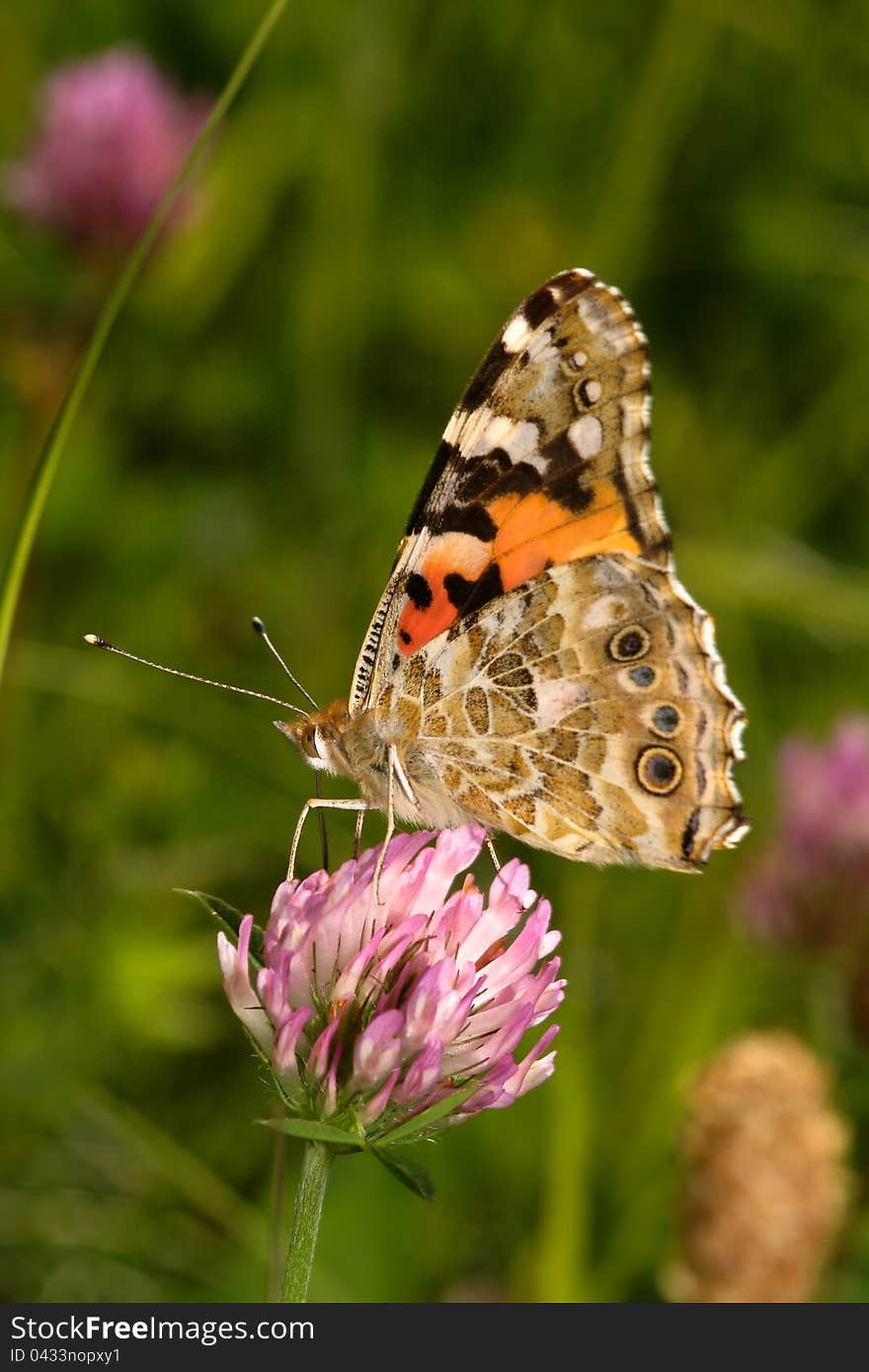 Butterfly sitting on a flowery meadow. Butterfly sitting on a flowery meadow