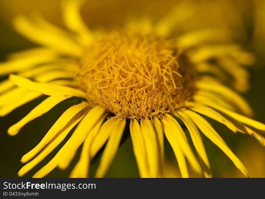 Blooming yellow flower close up