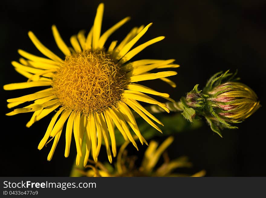 Blooming yellow flower close up