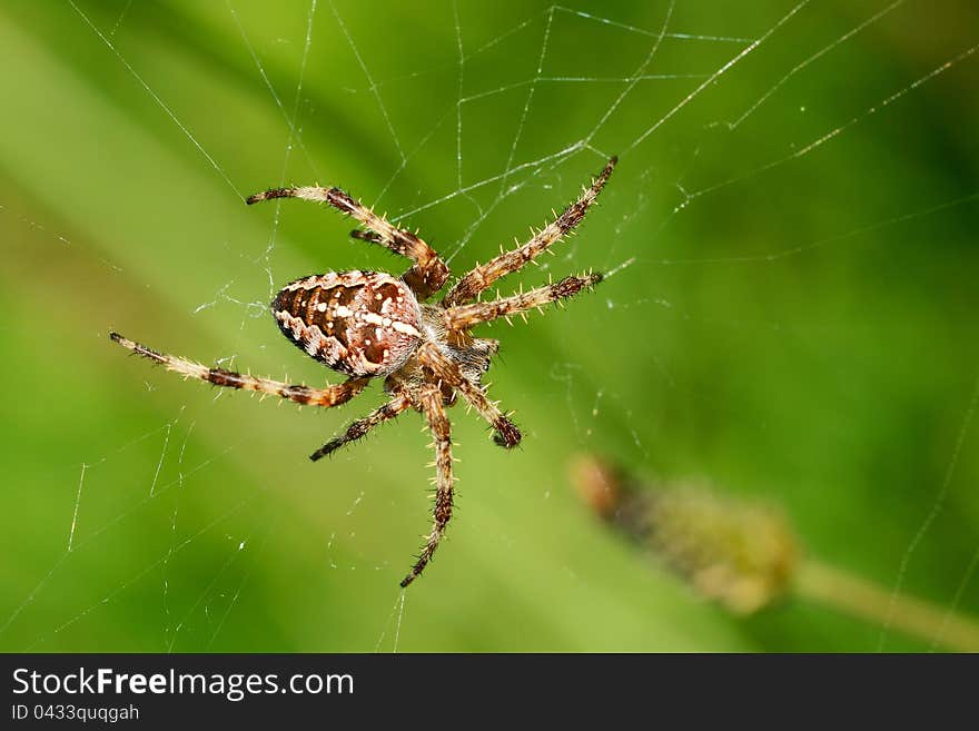 Spider in the network on a green background. Spider in the network on a green background