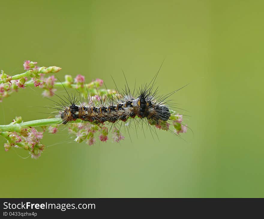 Caterpillar of moth Acronicta rumici on a grass.