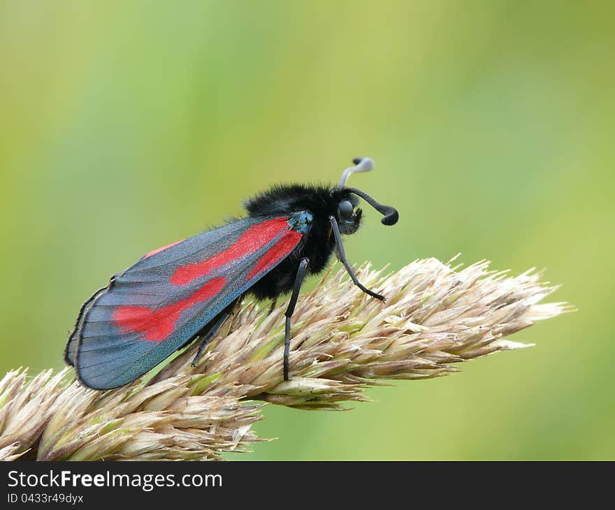 Hairy beutiful moth sitting on a bent. In profile.