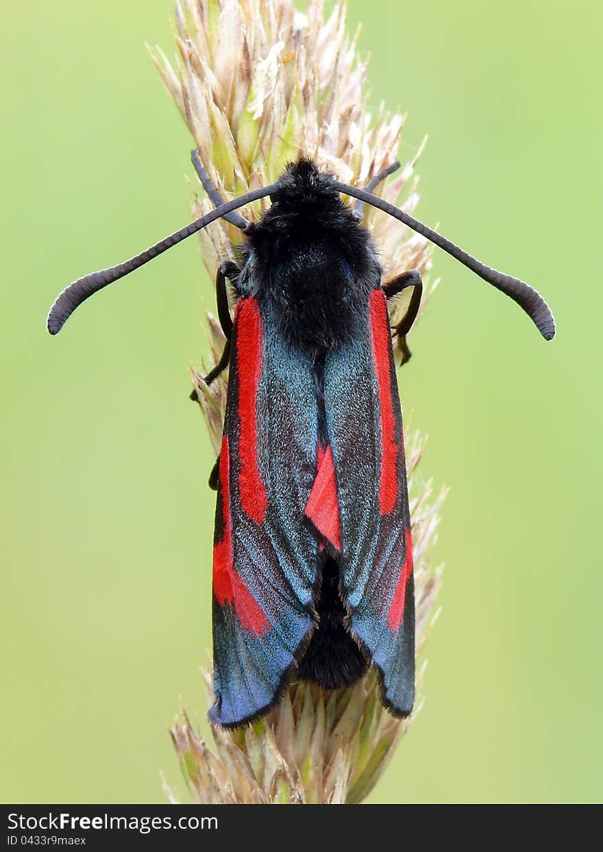 Hairy beutiful moth sitting on a bent. From top.