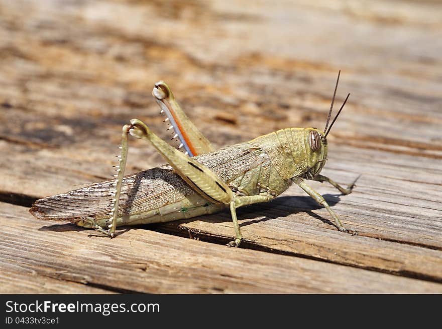 Large grasshopper sitting on the ground