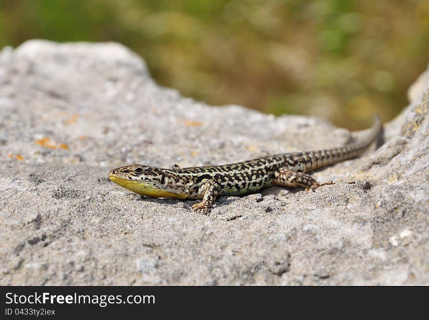 Lizard Genus Podarcis