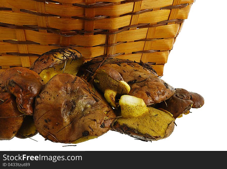 Freshly Collected Wild Mushrooms And Basket