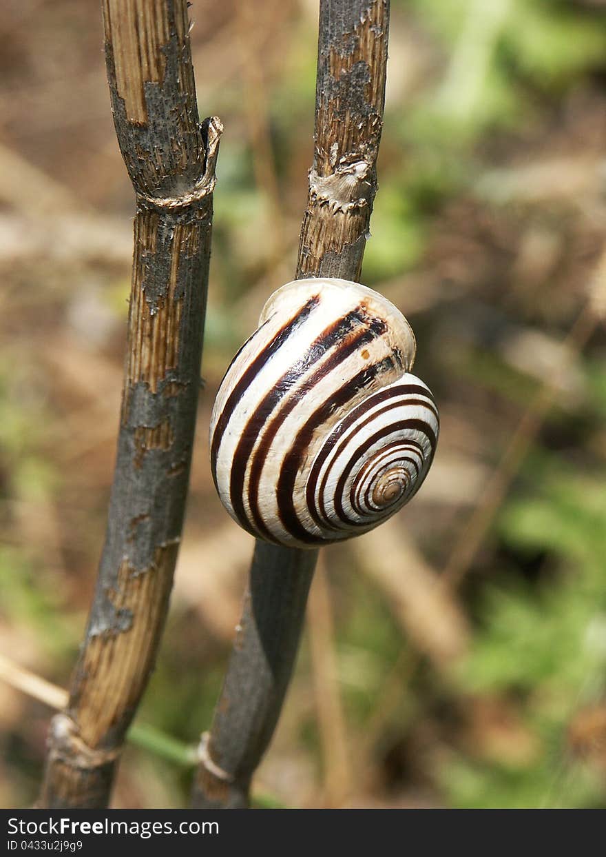 Banded snail sitting on a twig. Banded snail sitting on a twig