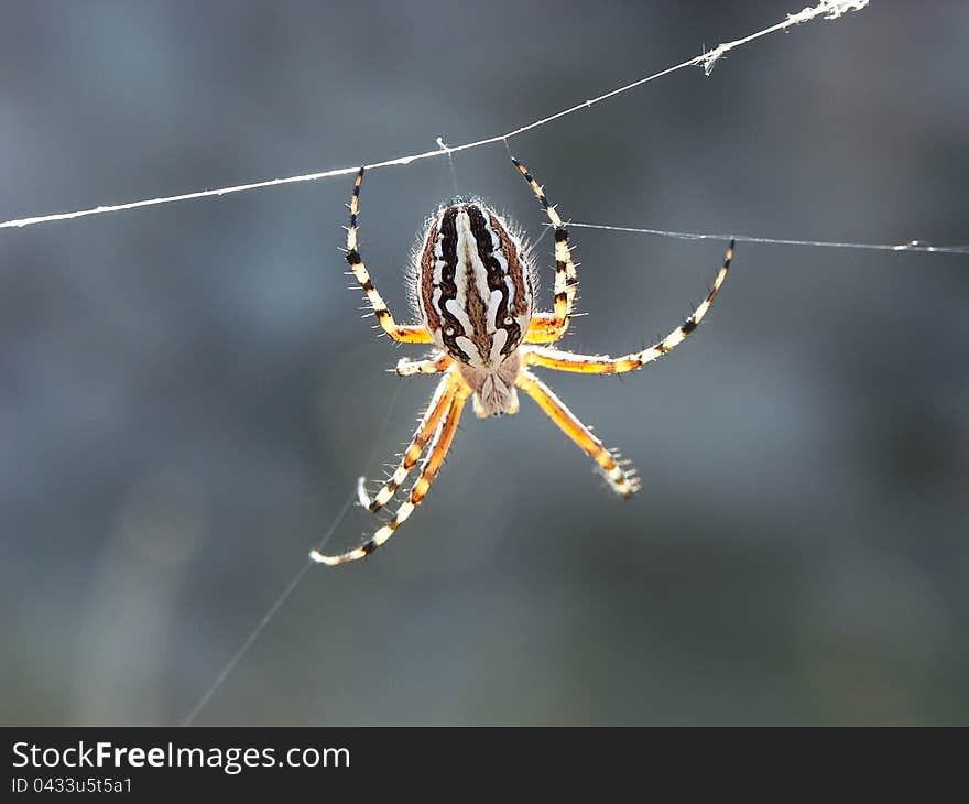 Spider close-up sitting on the network. Spider close-up sitting on the network