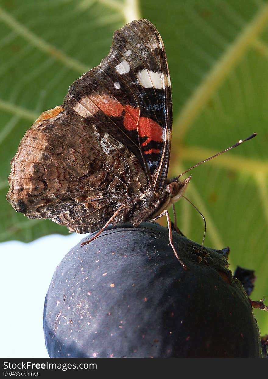 Vanessa Atalanta